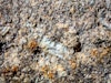34 large plagioclase phenocrysts in granite Brewhouse building columns